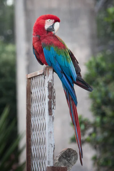 Greenwing Macaw Ara Chloropterus Volá Čeká Břehu Jezera Přítele Při — Stock fotografie