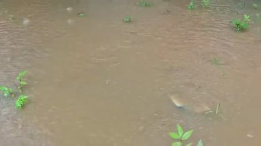 Yağmur Sonrası Su Göletinde Su Dalgalanır