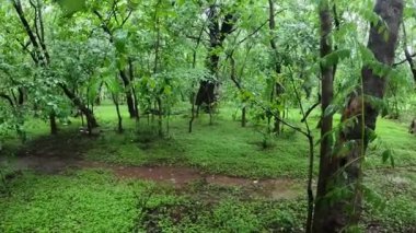 Tepedeki ormanın manzarası, sabahın erken saatleri, esintili, Hindistan