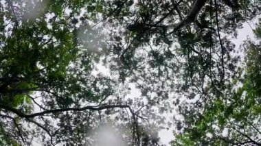 Tepedeki ormanın manzarası, sabahın erken saatleri, esintili, Hindistan