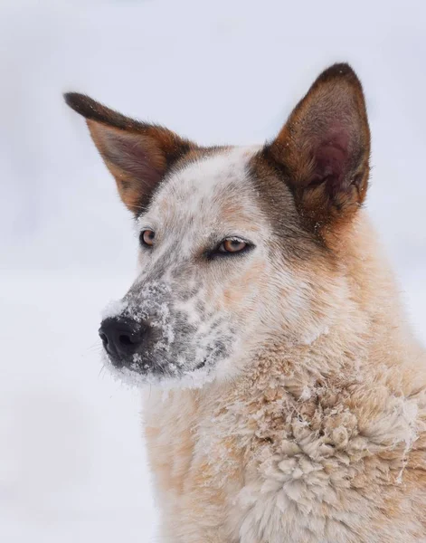 Hund Schnee Vor Dem Reaktor Des Lenin Kraftwerkes Tschernobyl — Fotografia de Stock