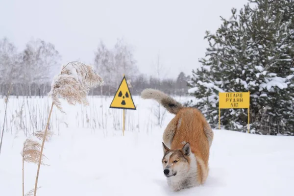 Hund Schnee Vor Dem Reaktor Des Lenin Kraftwerkes Tschernobyl — Stock Photo, Image