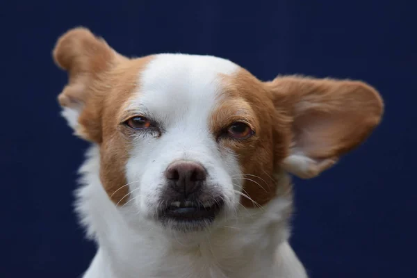 Kleiner Braun Weier Hund Vor Blauem Hintergrund Przewodniczący — Zdjęcie stockowe