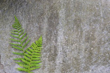Frischer Farn auf einem Naturstein