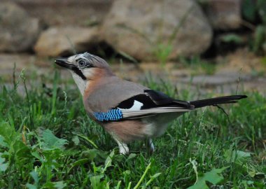 Eichelhher ve Sommermorgen