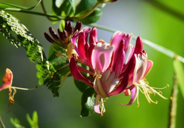 Einem Park 'ta Bluehendes Geisblatt