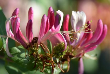 Einem Park 'ta Bluehendes Geisblatt