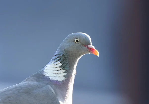 Porträt Einer Waldtaube — Stockfoto