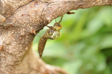 Geburt einer Libelle an einem Gartenteich