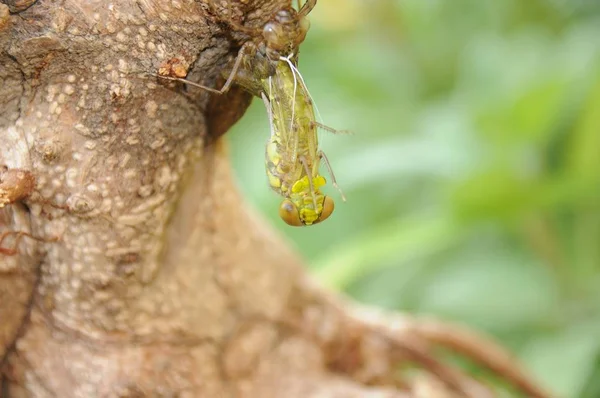 Geburt Einer Libelle Einem Gartenteich — Foto de Stock