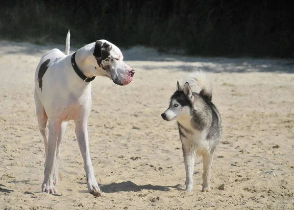 Grosser Hund Strand — Stock Photo, Image