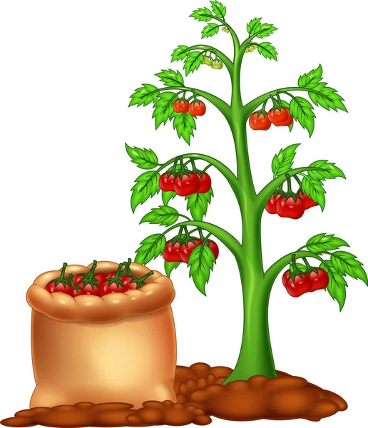 Schattig Tomaten Tree Cartoon Witte Achtergrond — Stockvector