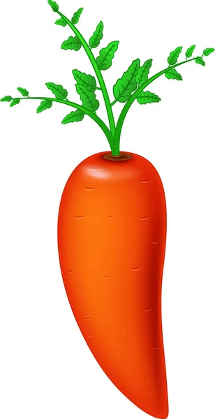 Fresh Carrot Cartoon Vector Illustration Isolated — Stock Vector