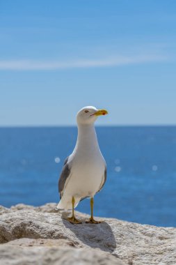 Avrupa ringa martı Larus argentatus