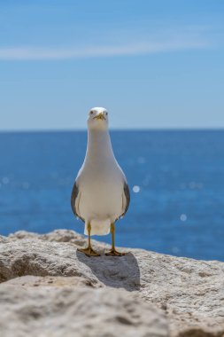 Avrupa ringa martı Larus argentatus İspanya kıyılarında