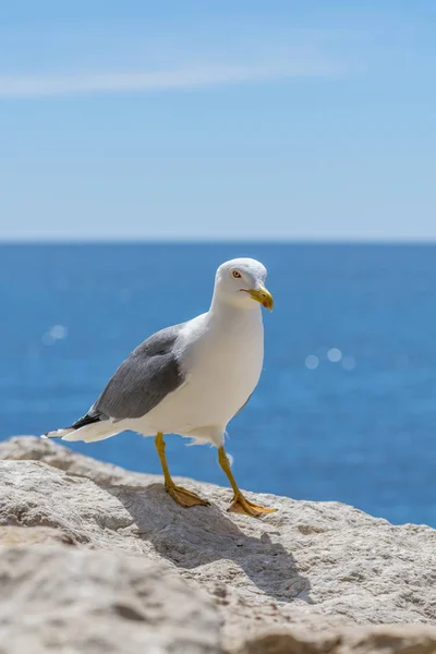 Avrupa ringa martı Larus argentatus