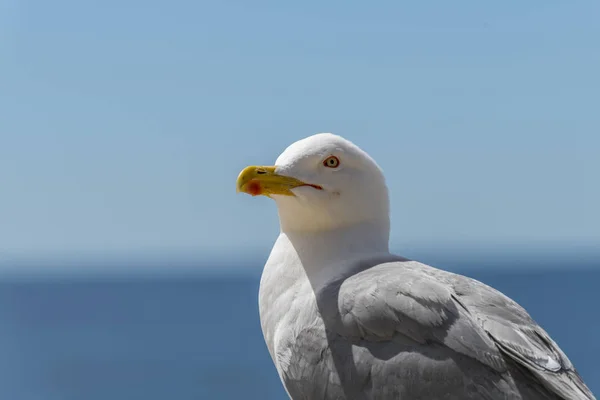 European herring gull Larus argentatus — Stock Photo, Image
