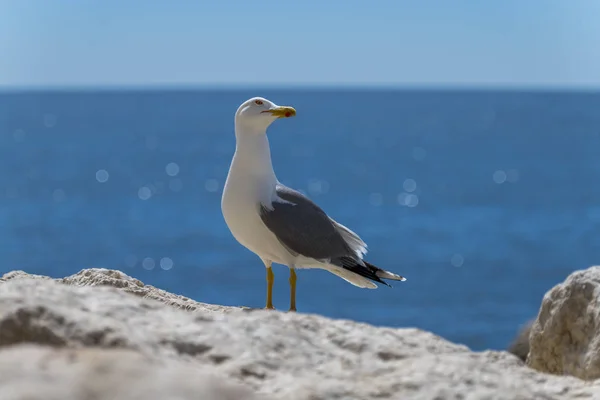 Ευρωπαϊκό ρέγγα Γλάρος Larus argentatus — Φωτογραφία Αρχείου