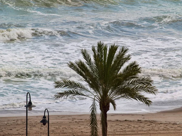 palmiye ağacı çalkantılı su ile İspanyol Beach