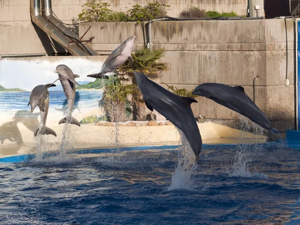 西班牙马德里动物园水族馆海豚表演 — 图库照片