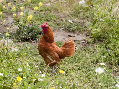 horoz sakin yürüyüş çiftlik