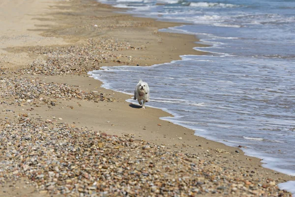 Dog maltesse bichon correndo na praia — Fotografia de Stock