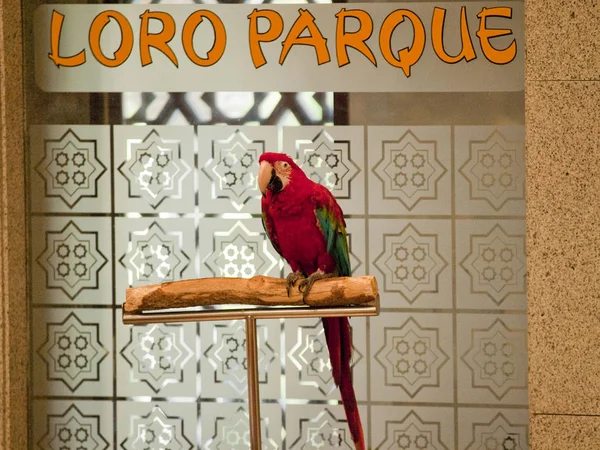 Loro Parque Tenerife, Kanarya Adaları, papağan