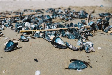 fırtına sonra sahilde istiridye üzerinde yakın