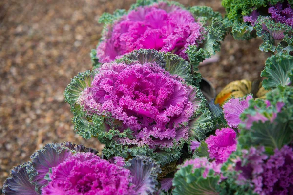 靠近羽衣甘蓝粉红色的蔬菜叶 健康的饮食 素食的食物 — 图库照片