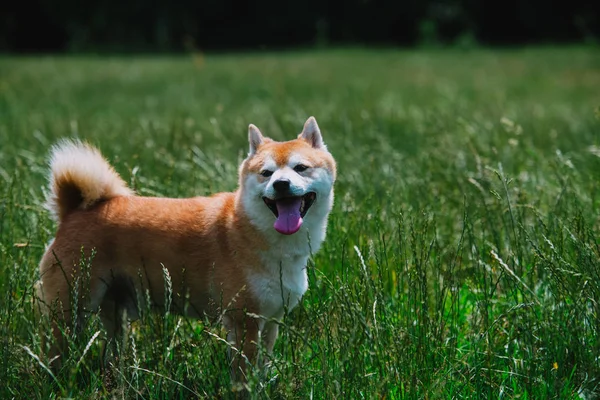 Shiba Inu Köpek Çimlerin Üzerine Yakın Çekim — Stok fotoğraf