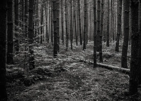 Milieu Forêt Fond Naturel Noir Blanc — Photo