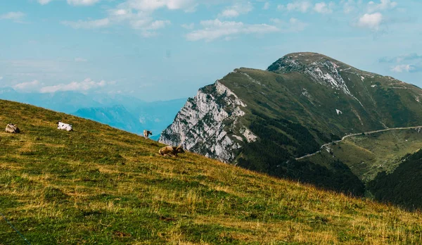 Коровы Лугу Альпах Италия Монте Бальдо — стоковое фото