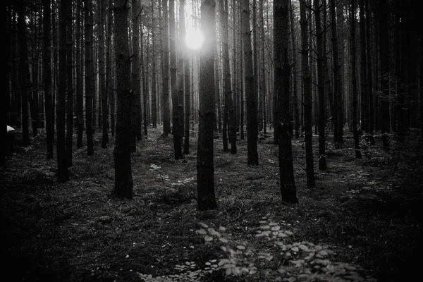 Amanecer Medio Del Bosque Blanco Negro — Foto de Stock