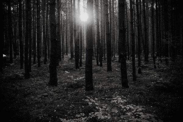 Sunrise in the middle of the forest, black and white