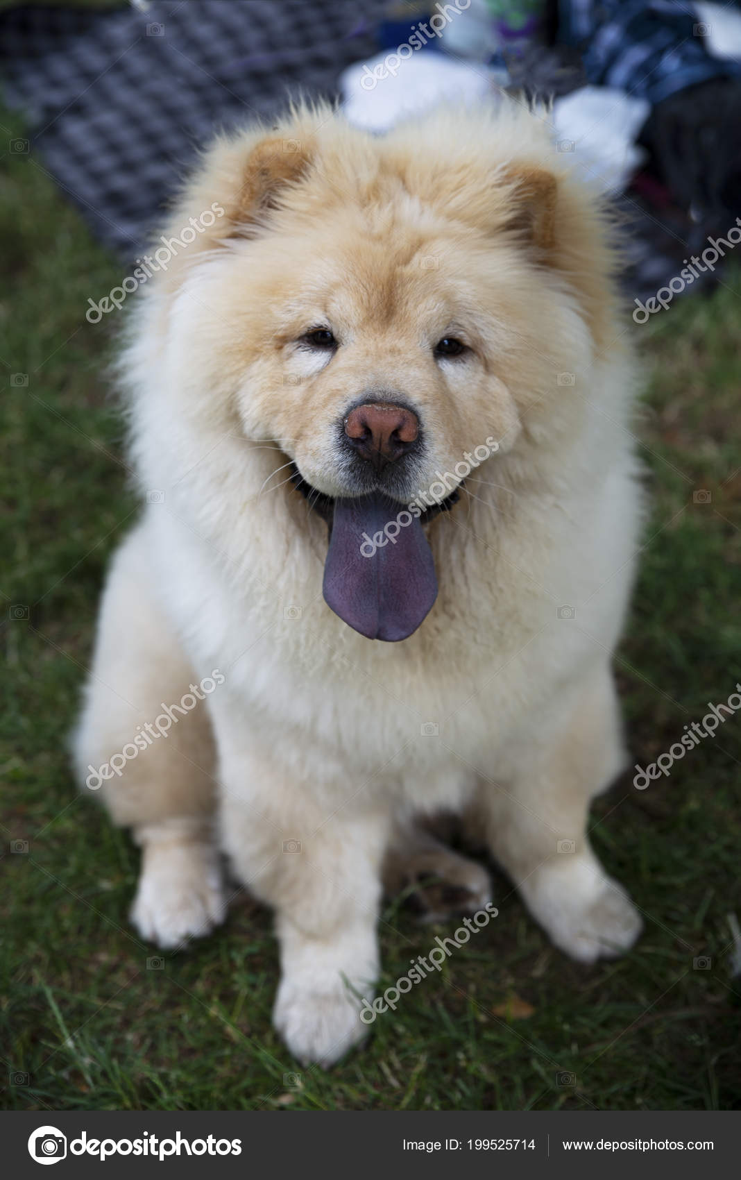 chow chow dog blue