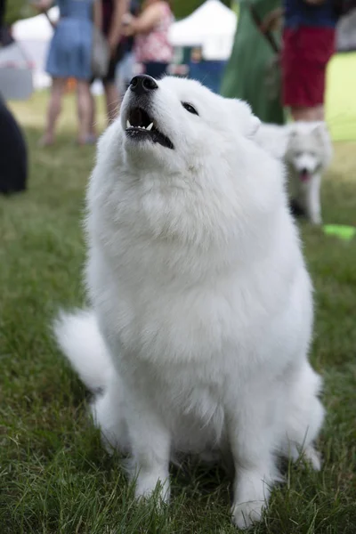 Gros Plan Sur Chien Samoyed Blanc Sur Herbe — Photo