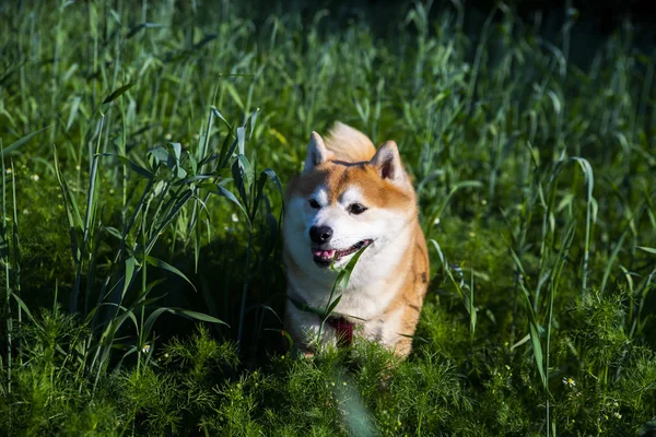 Shiba Inu Hond Het Hoge Gras — Stockfoto