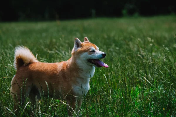 Primer Plano Shiba Inu Perro Hierba — Foto de Stock