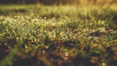 Gün batımı sırasında renkli parlak çayır ile sıcak sonbahar arka plan