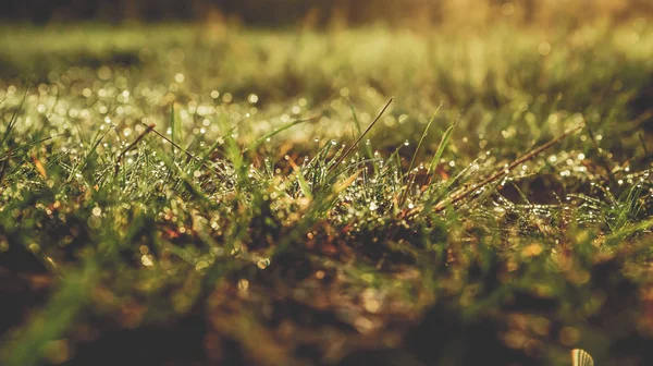 Gün batımı sırasında renkli parlak çayır ile sıcak sonbahar arka plan