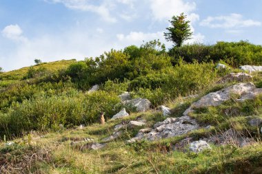 Marmot kayalarda, İtalya Alpleri'nde