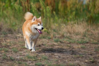 Shiba Inu köpek çim