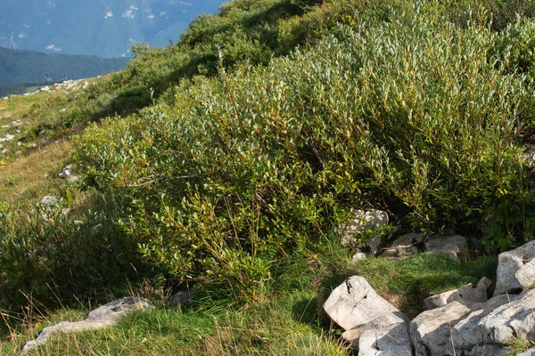 Marmotta Nella Roccia Alpi Italia — Foto Stock