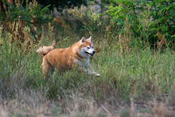 Saltando Shiba Inu Nell Erba — Foto Stock