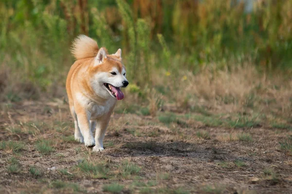 草の中の芝犬犬 — ストック写真