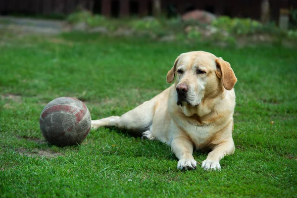 Velho Cão Labrador Com Bola Grama — Fotografia de Stock