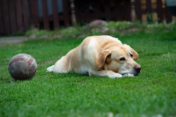 Oude Labrador Hond Met Bal Het Gras — Stockfoto