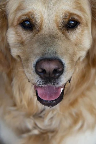 Närbild Golden Retriver Labrador Hund Stockbild