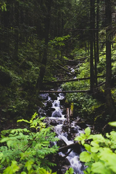 Petite Cascade Dans Vallée Koscielisko Montagnes Tatra Pologne — Photo