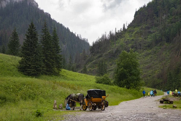 Sentier Sous Pluie Dans Vallée Koscieliska Montagnes Tatra Pologne — Photo